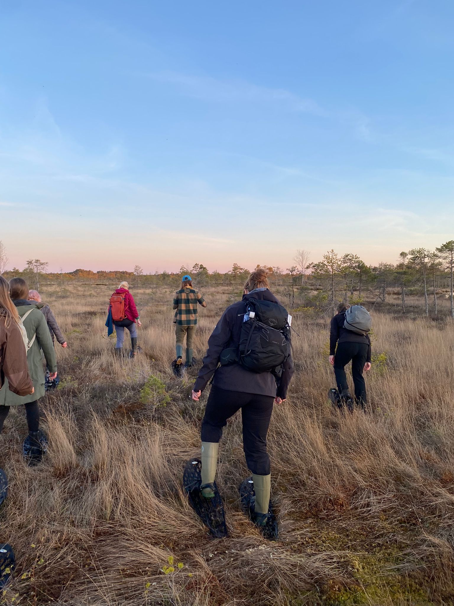 Il nostro piccolo gruppo sulla torbiera rialzata aperta di Ķemeri al tramonto con le racchette da torbiera