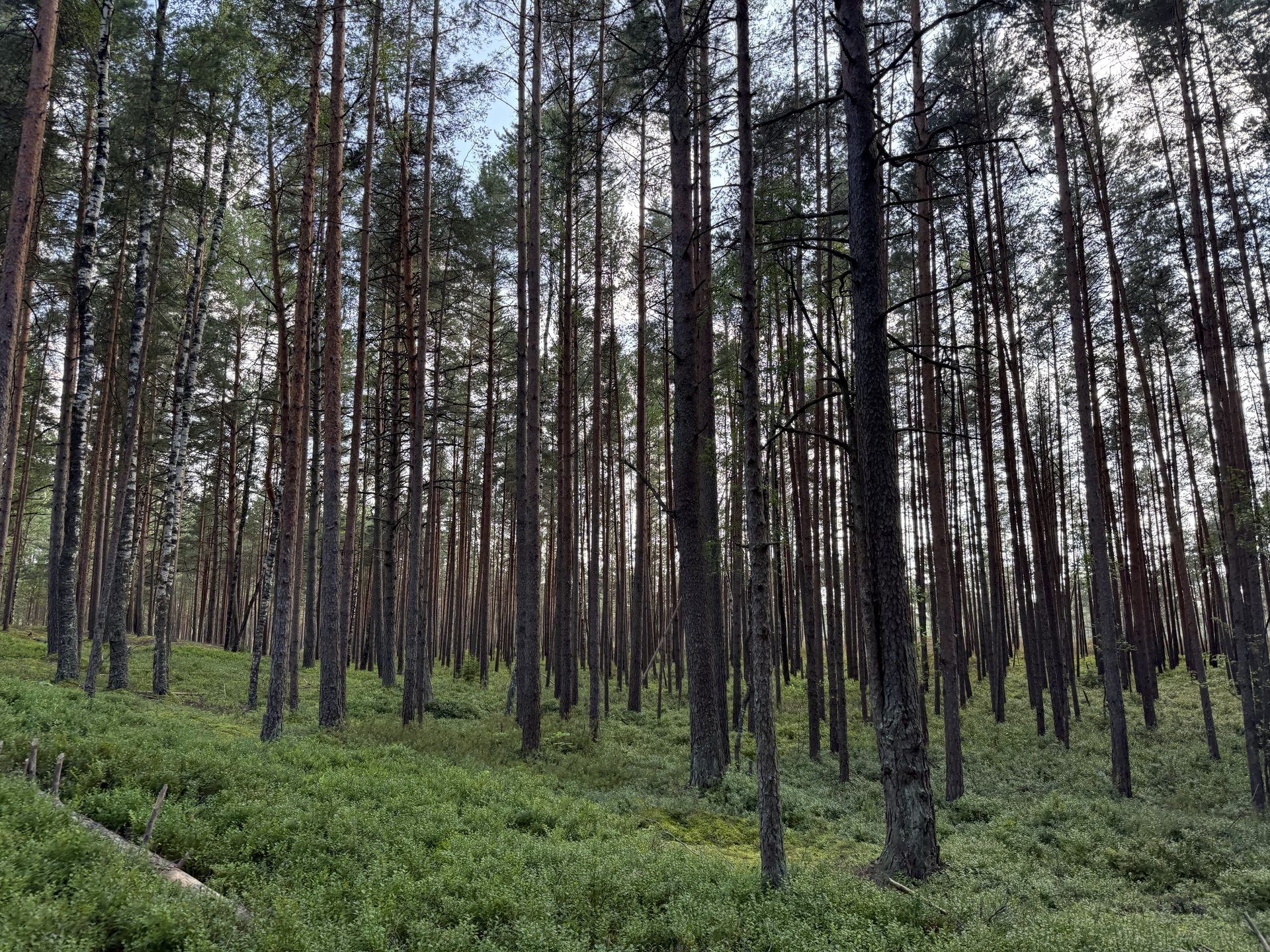 Tronchi di pino sottili nel bosco di Ķemeri che catturano la luce bassa del mattino