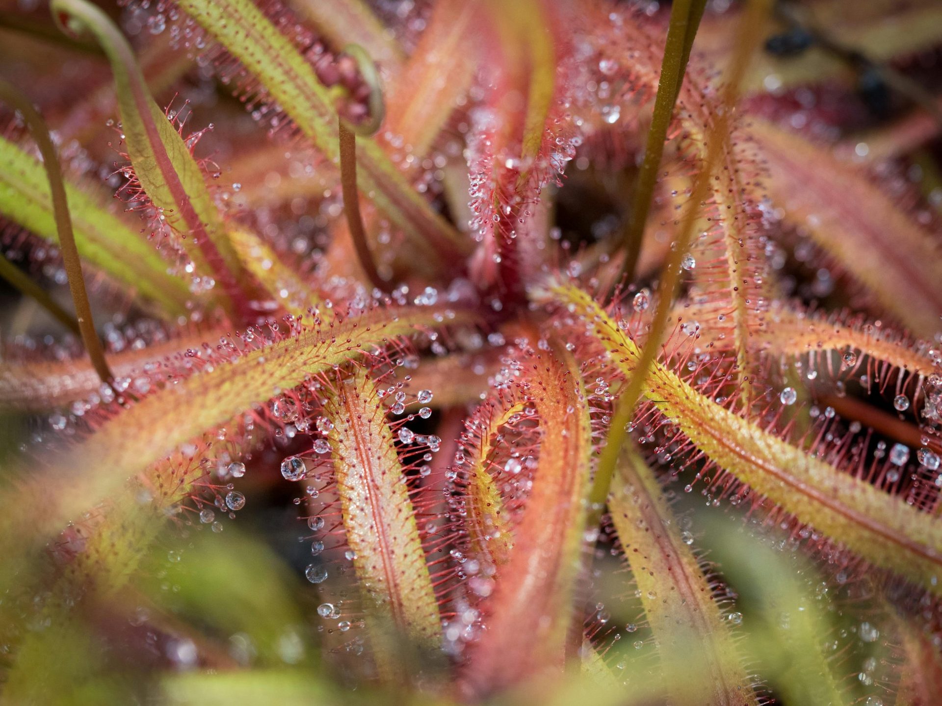 Primo piano della drosera a foglie rotonde, la pianta carnivora della torbiera rialzata di Ķemeri