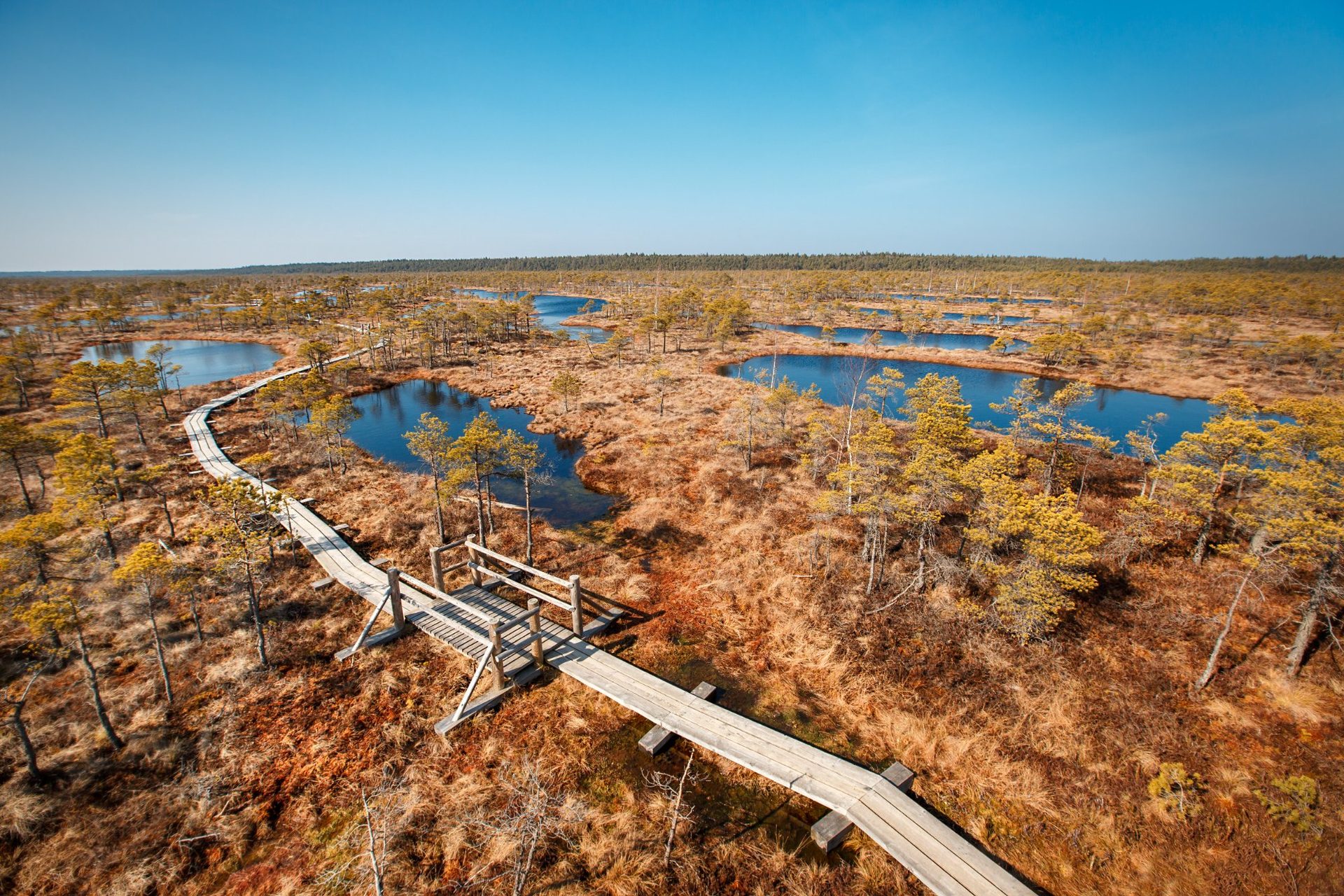 Veduta aerea della passerella della Grande torbiera di Ķemeri che serpeggia tra pozze scure come specchi, Parco Nazionale di Ķemeri, Lettonia