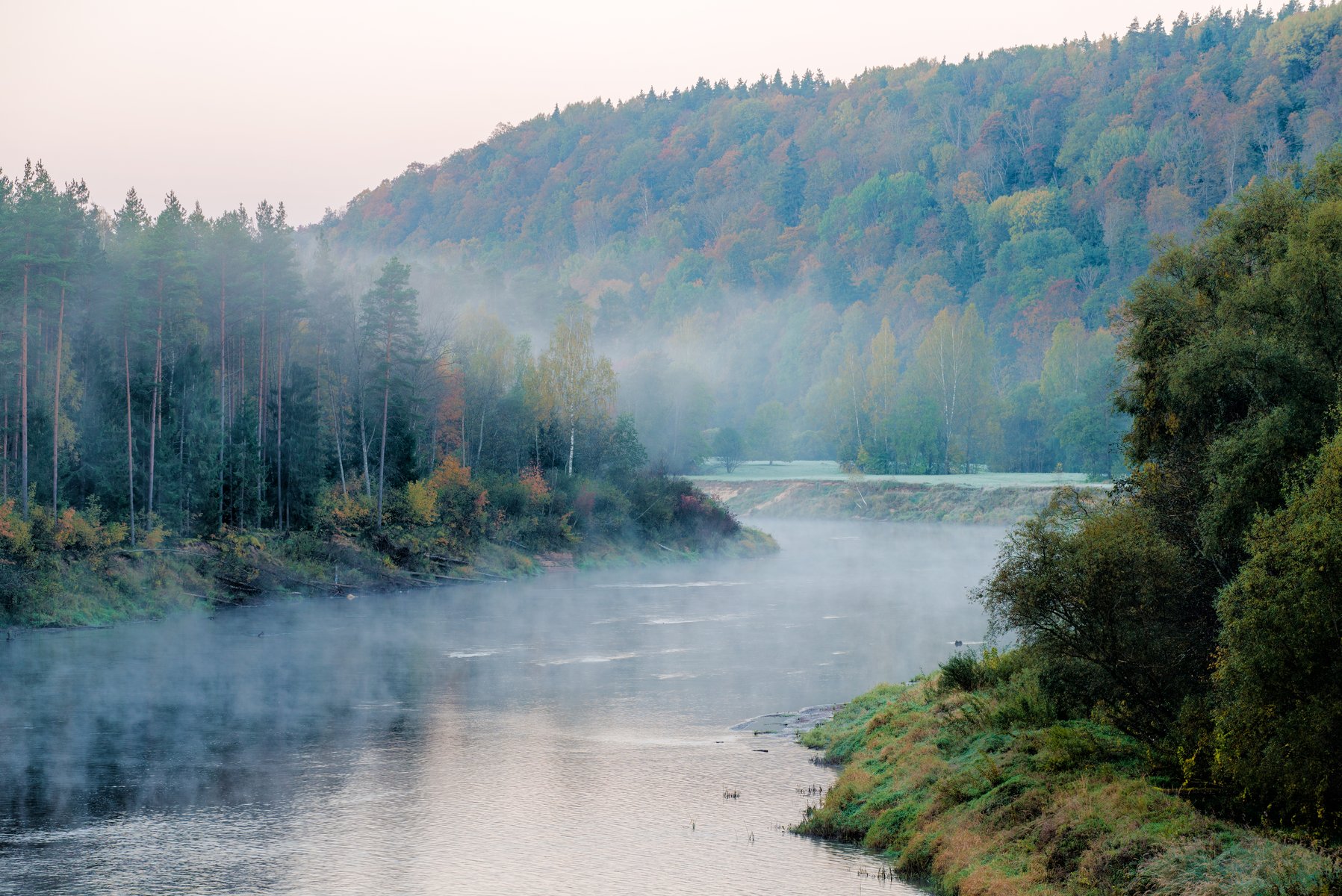 Il fiume Gauja all'alba con la nebbia mattutina che si alza dal bosco autunnale